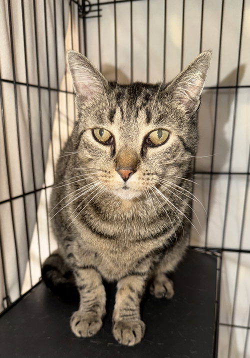 Athens, an adoptable Domestic Short Hair in Hudson, NY