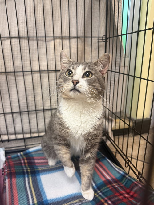 Zane, an adoptable Domestic Short Hair in Hudson, NY