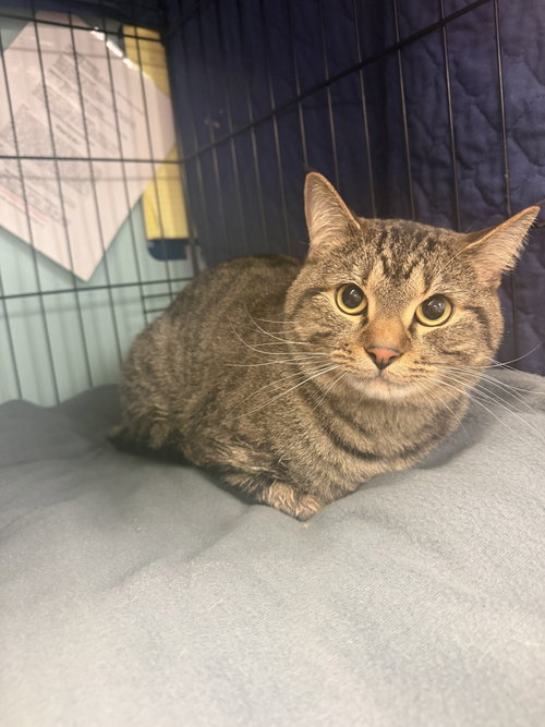 Mango, an adoptable Domestic Short Hair in Hudson, NY