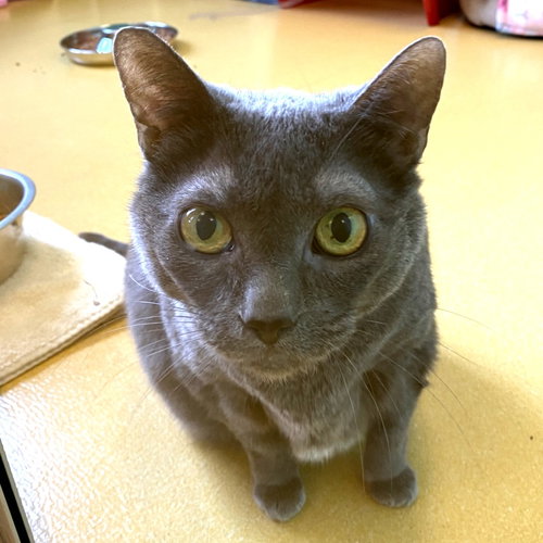BK, an adoptable Domestic Short Hair in Hudson, NY