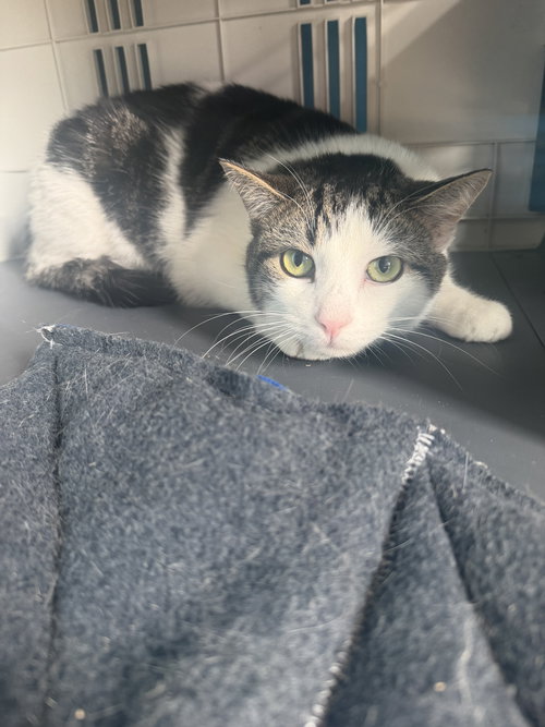 Ying, an adoptable Domestic Short Hair in Hudson, NY
