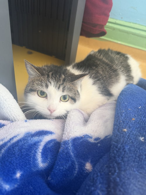 Yang, an adoptable Domestic Short Hair in Hudson, NY