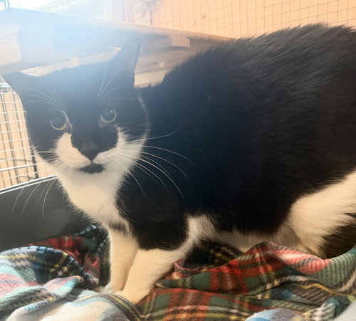 Pony, an adoptable Domestic Short Hair in Hudson, NY