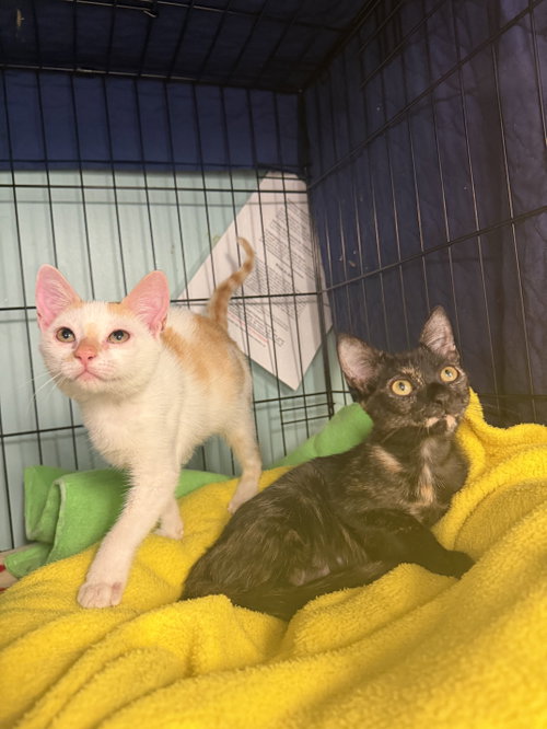 Mille, Baby Domestic Short Hair (short coat), cat for adoption in Hudson, New York
