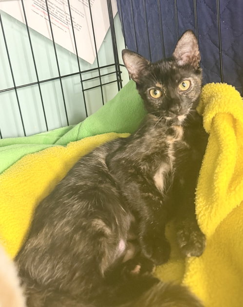 Marmite, Baby Domestic Short Hair (short coat), cat for adoption in Hudson, New York