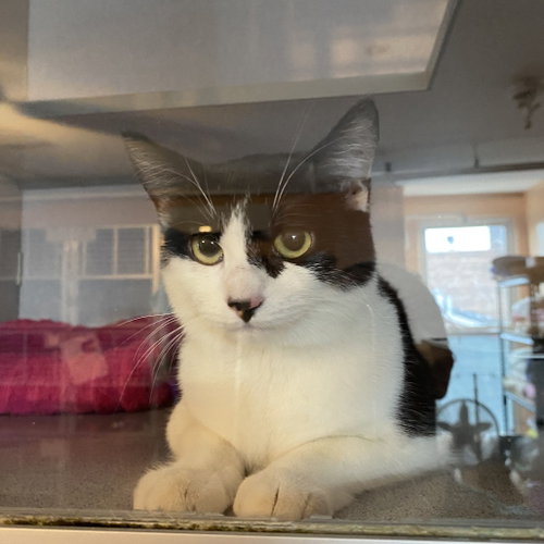 Celeste, Young Domestic Short Hair (short coat), cat for adoption in Hudson, New York