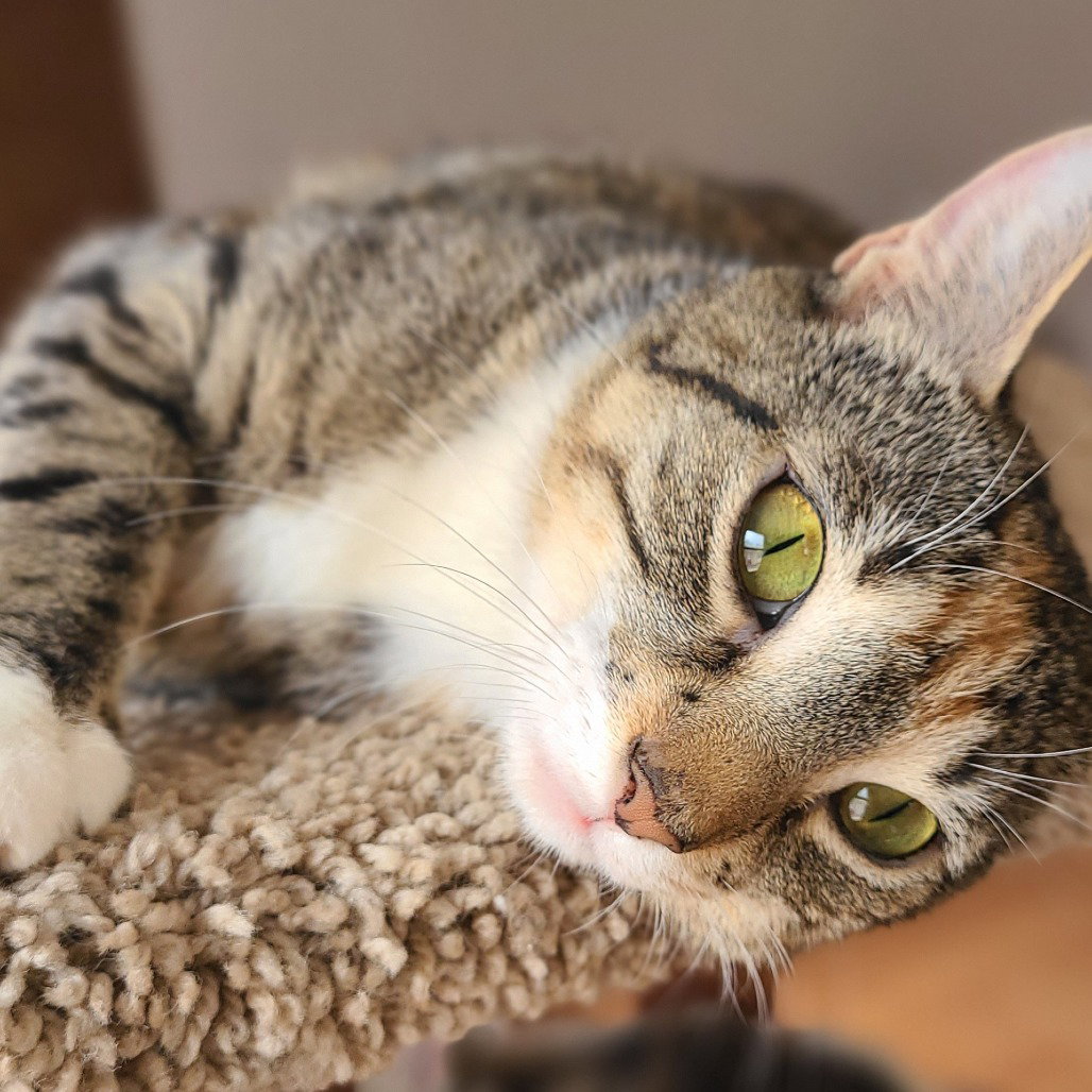 Harmony, cat