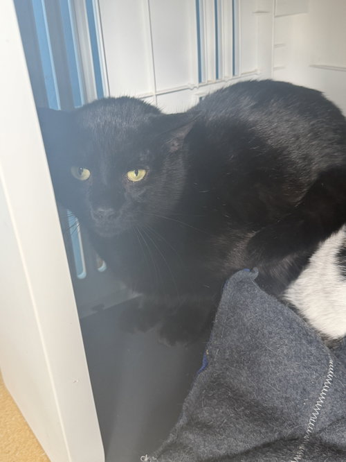 Gangster OG, Young Domestic Short Hair (short coat), cat for adoption in Hudson, New York