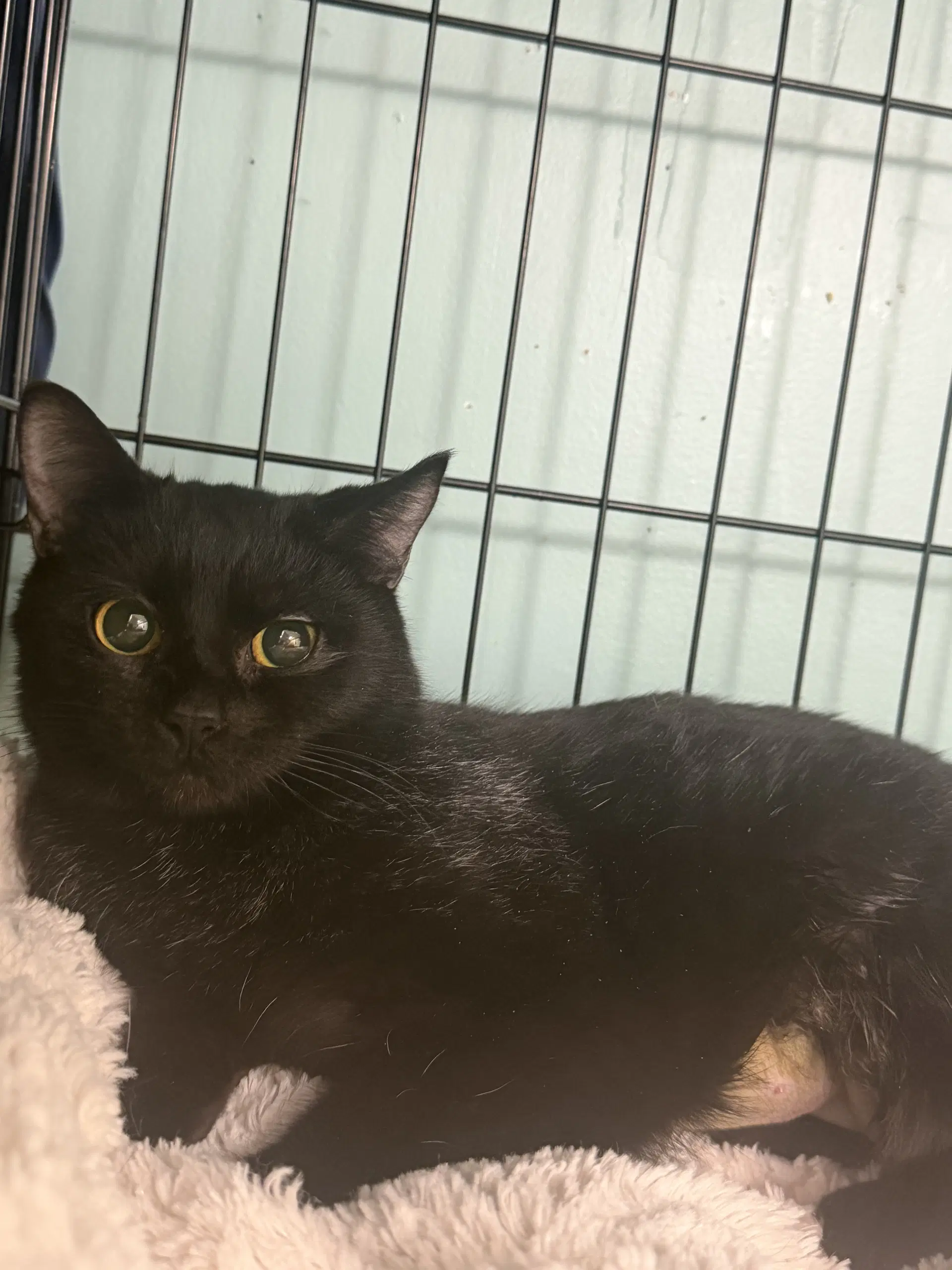 Birdie - Domestic Short Hair