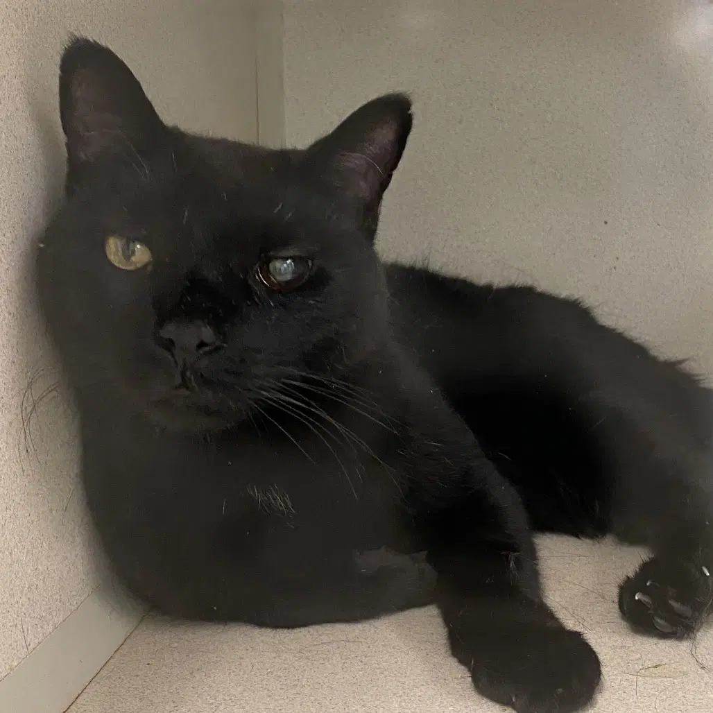 Halo - Domestic Short Hair