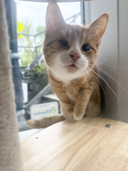 Stevie Wonder, an adoptable Domestic Short Hair in Hudson, NY