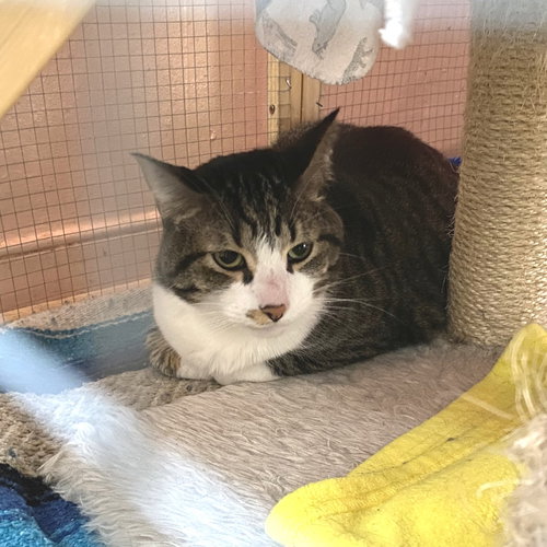 Luther, an adoptable Domestic Short Hair in Hudson, NY