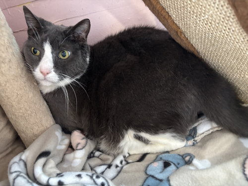 Roscoe, an adoptable Domestic Short Hair in Hudson, NY