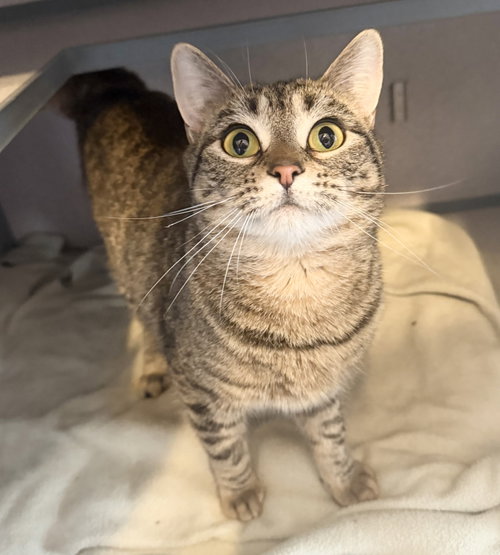 Beryl, an adoptable Domestic Short Hair in Hudson, NY