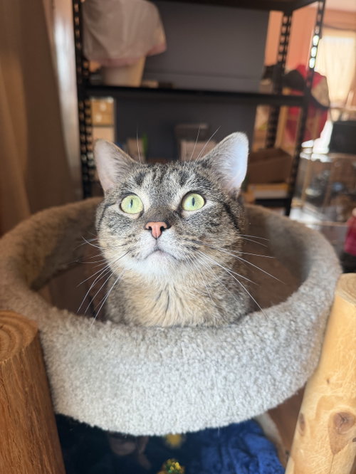 Baker, an adoptable Domestic Short Hair in Hudson, NY