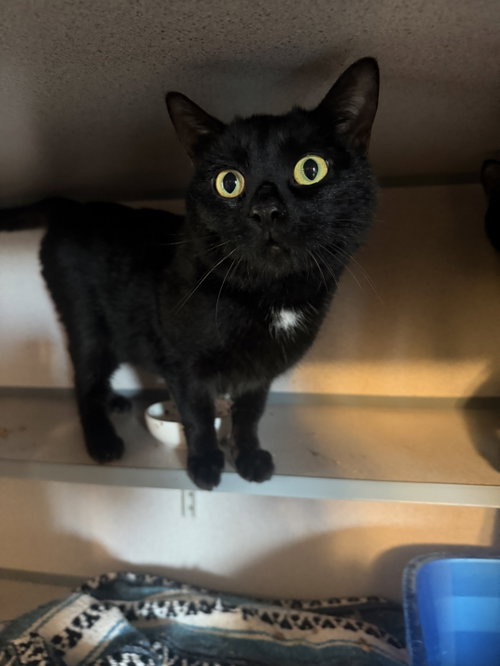 Bernie, an adoptable Domestic Short Hair in Hudson, NY