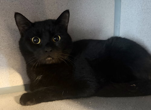 Bodhi, an adoptable Domestic Short Hair in Hudson, NY