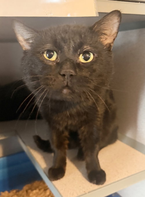 Baxter, an adoptable Domestic Short Hair in Hudson, NY
