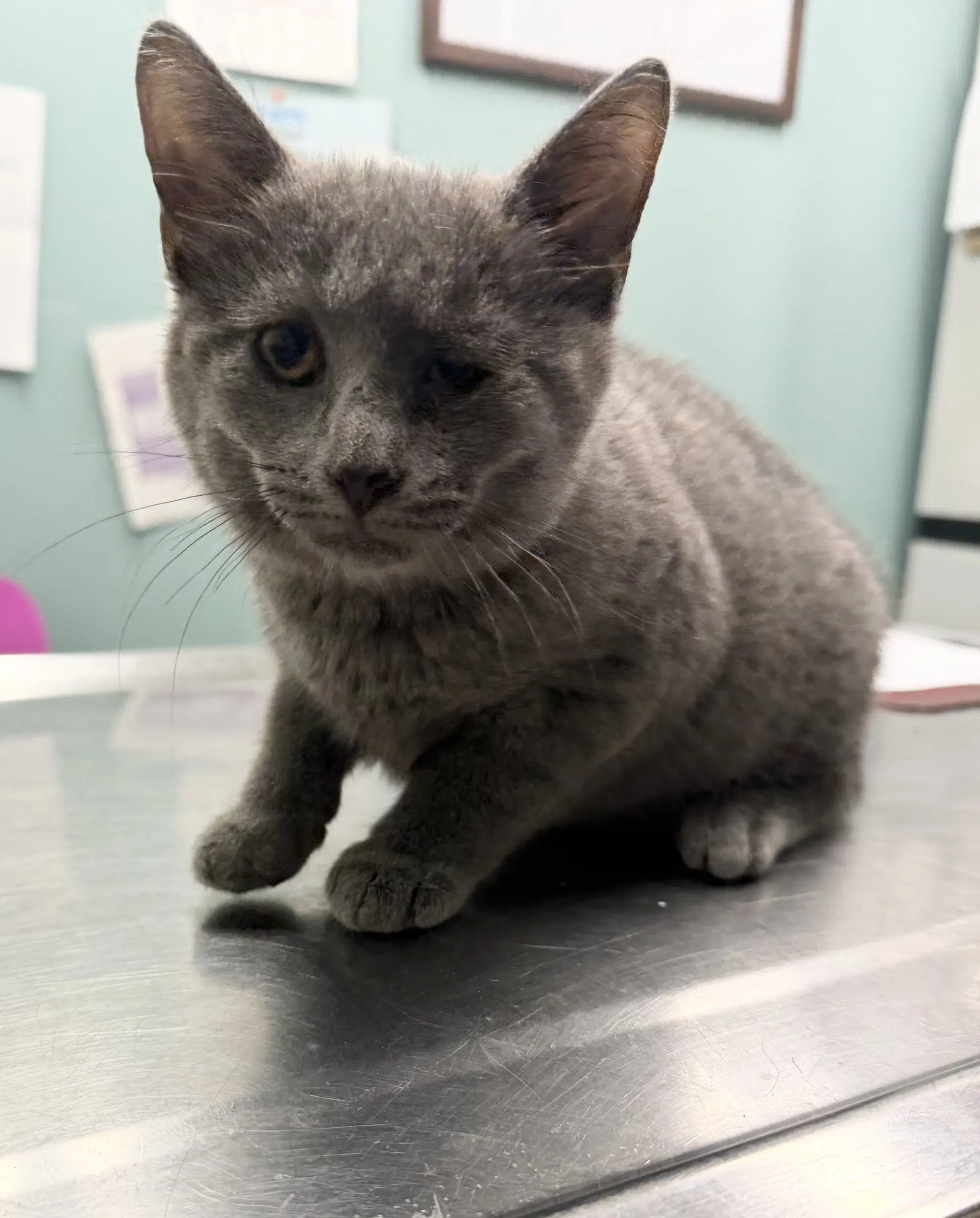 Journey - Domestic Short Hair