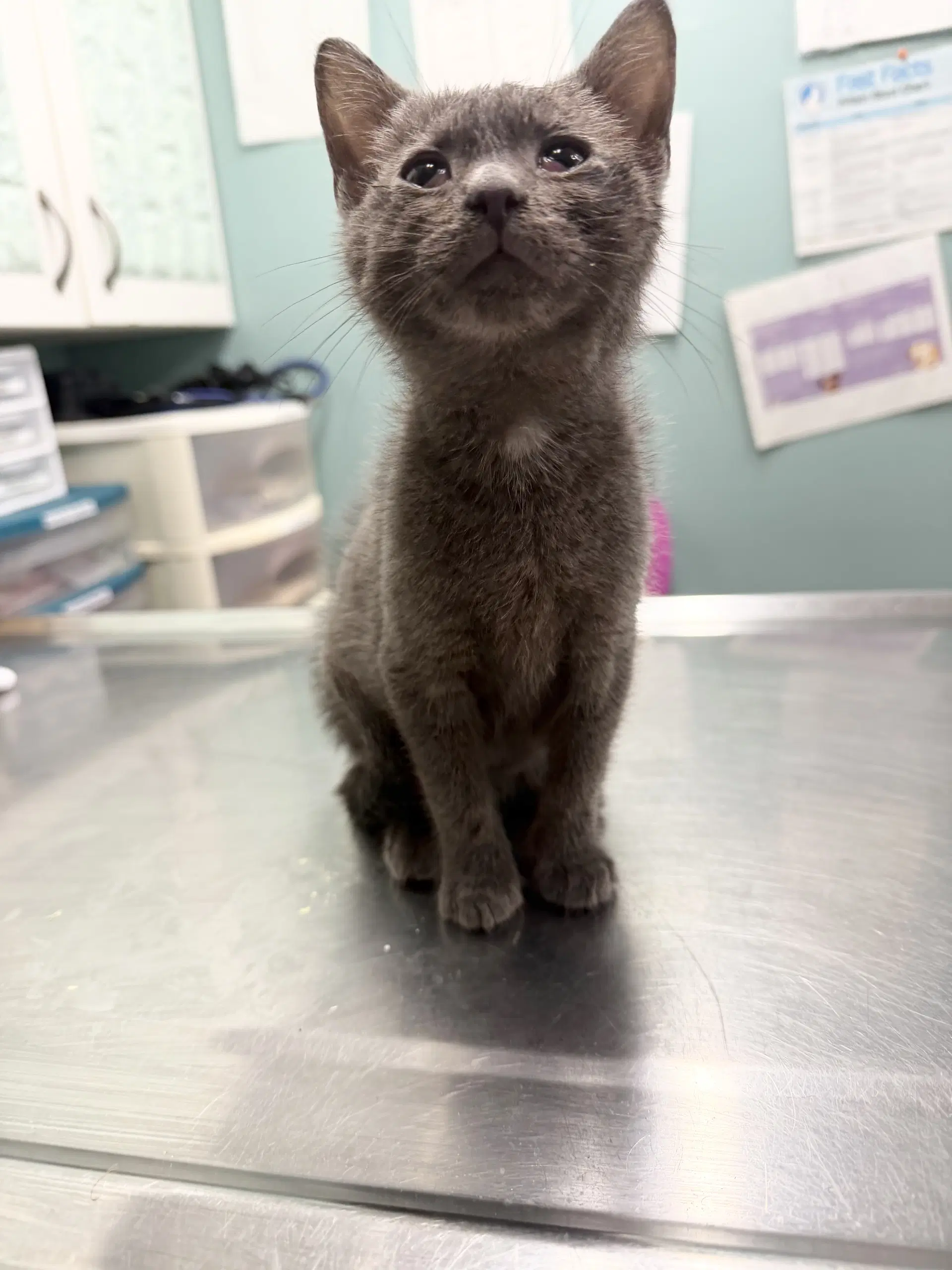 Jasper - Domestic Short Hair