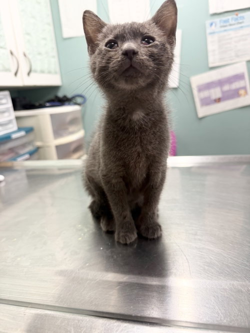 Jasper, an adoptable Domestic Short Hair in Hudson, NY