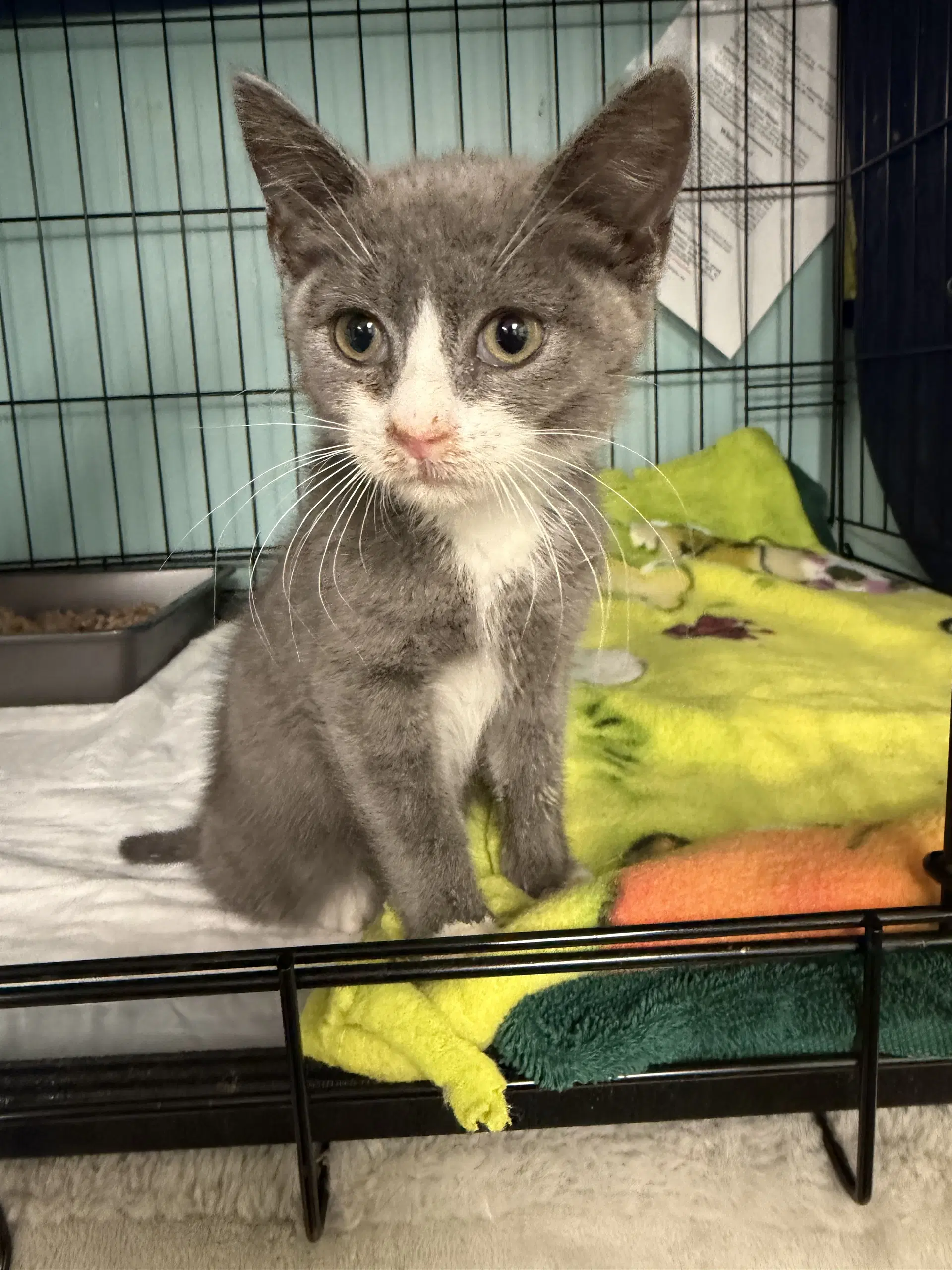 Jade - Domestic Short Hair