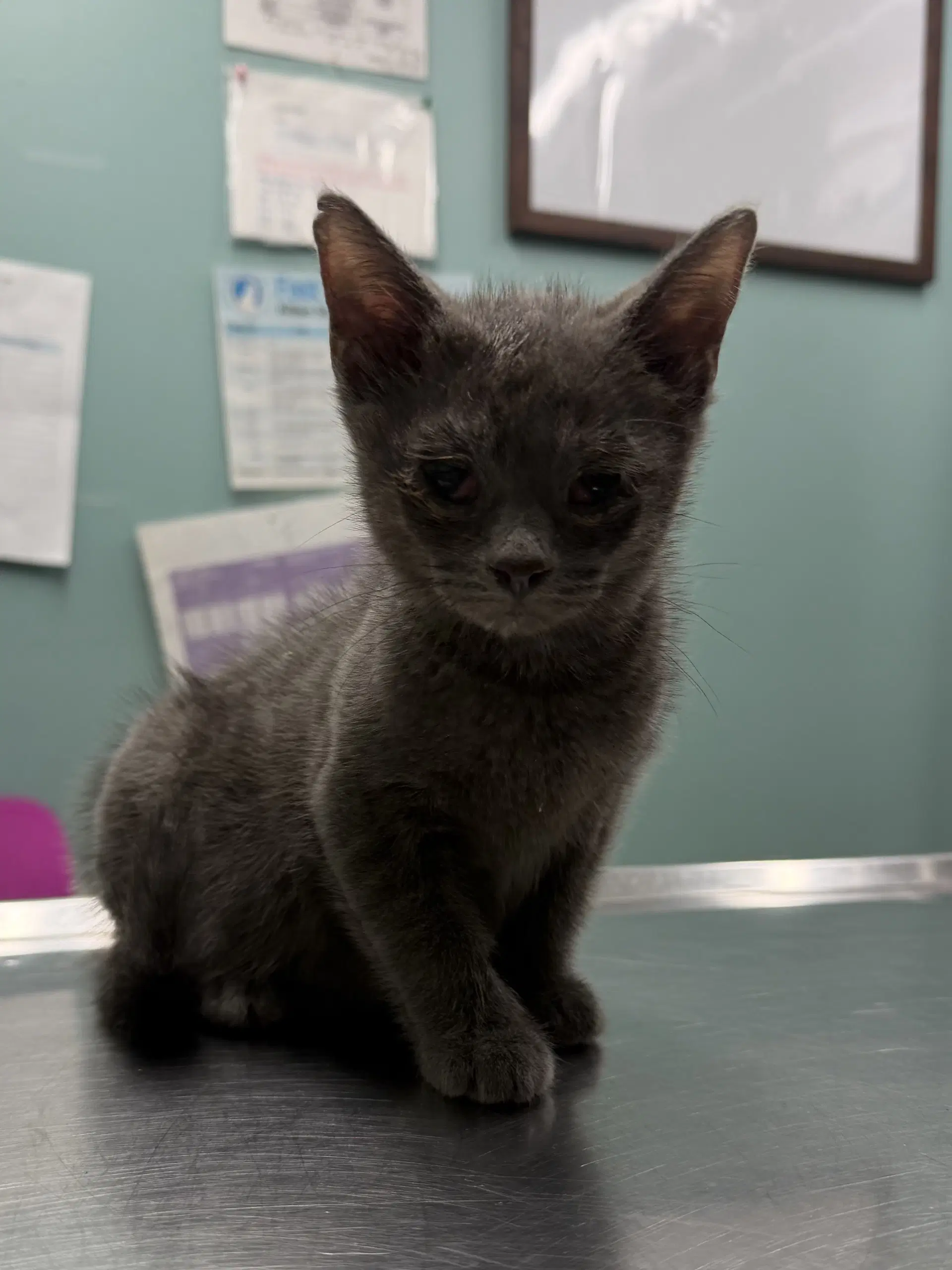 Jameson - Domestic Short Hair