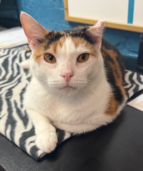 Mia, an adoptable Domestic Short Hair in Hudson, NY