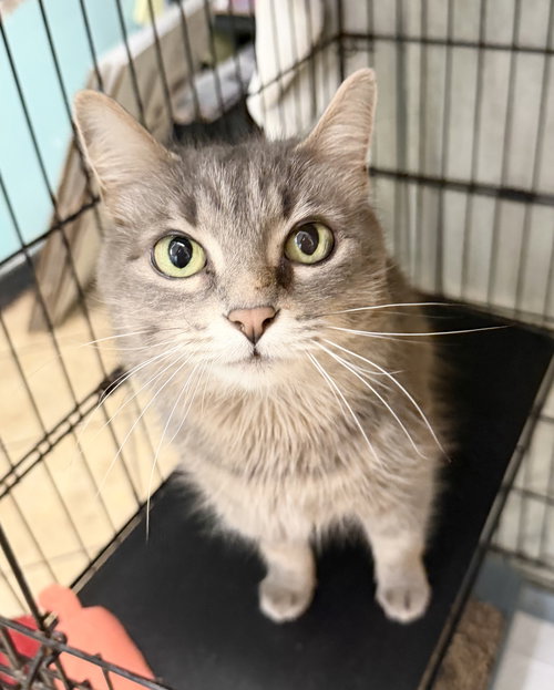 Tinker, an adoptable Domestic Medium Hair in Hudson, NY