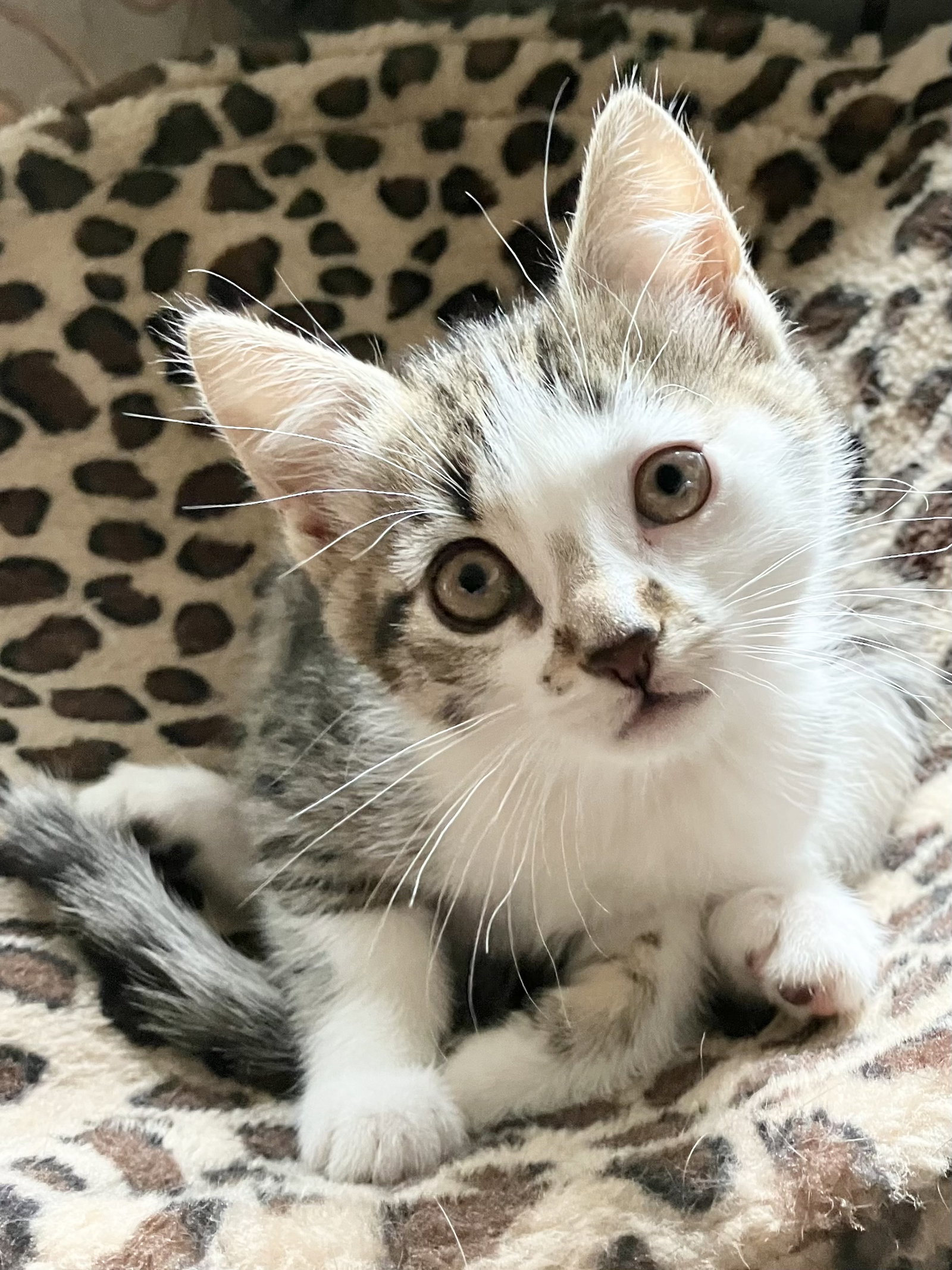 Ayla, cat