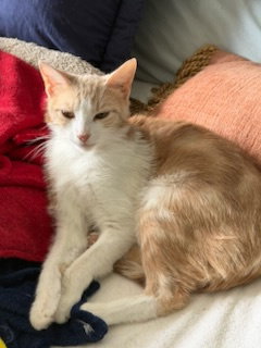 Amora-lynn, an adoptable Domestic Short Hair in Hudson, NY