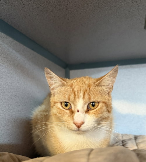 Jelly, an adoptable Domestic Short Hair in Hudson, NY