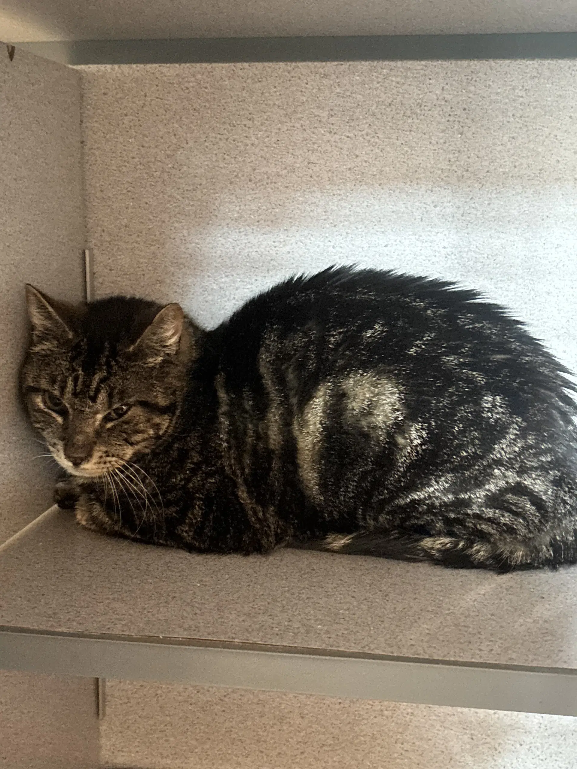 Bingo - Domestic Short Hair