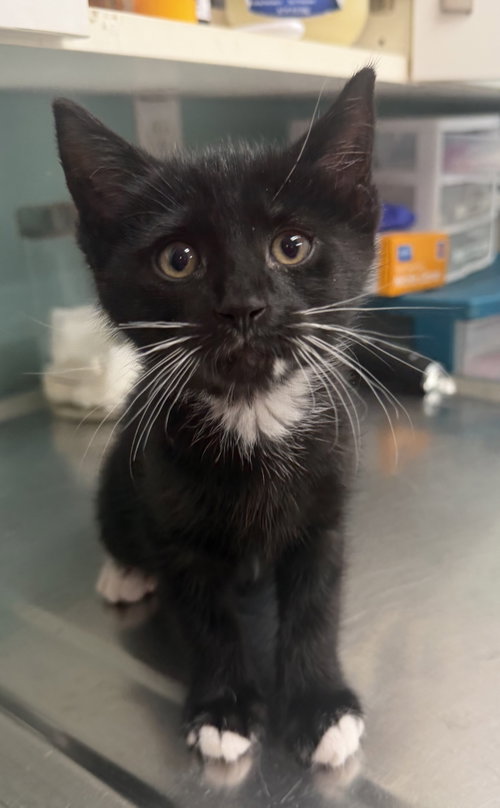 Edward, an adoptable Domestic Short Hair in Hudson, NY