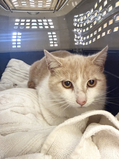 Aaliyah, an adoptable Domestic Short Hair in Hudson, NY