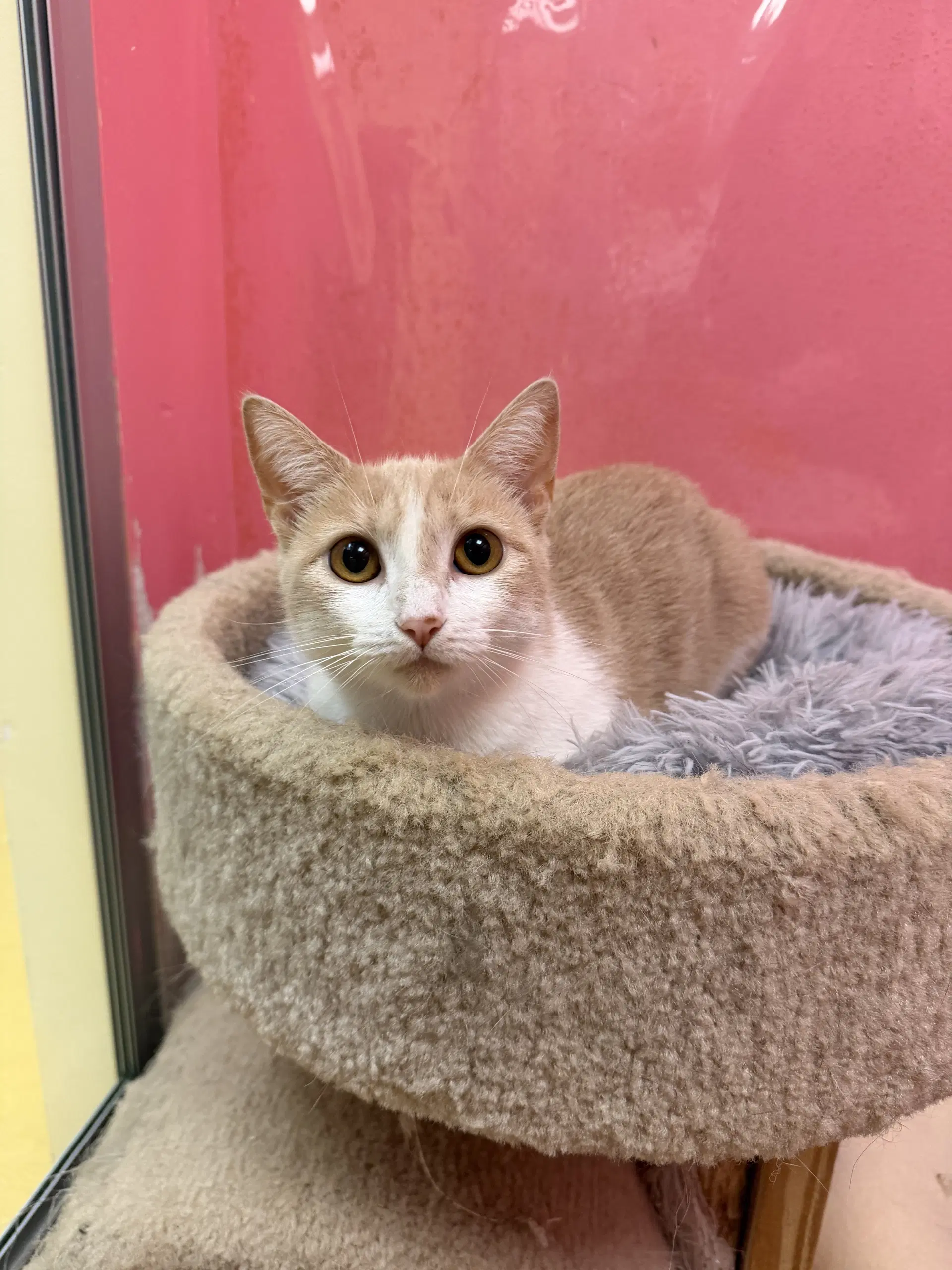 Aaliyah - Domestic Short Hair