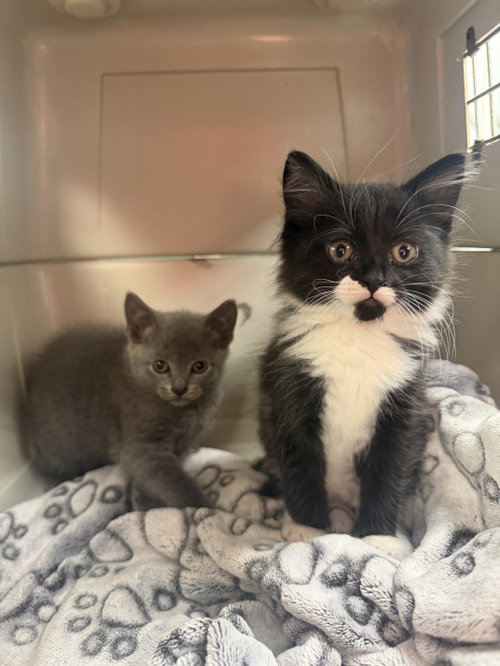 Jude, an adoptable Domestic Short Hair in Hudson, NY