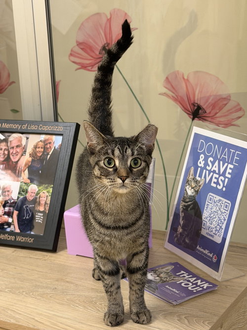 Kurbie, a cat for adoption from Animalkind Inc.