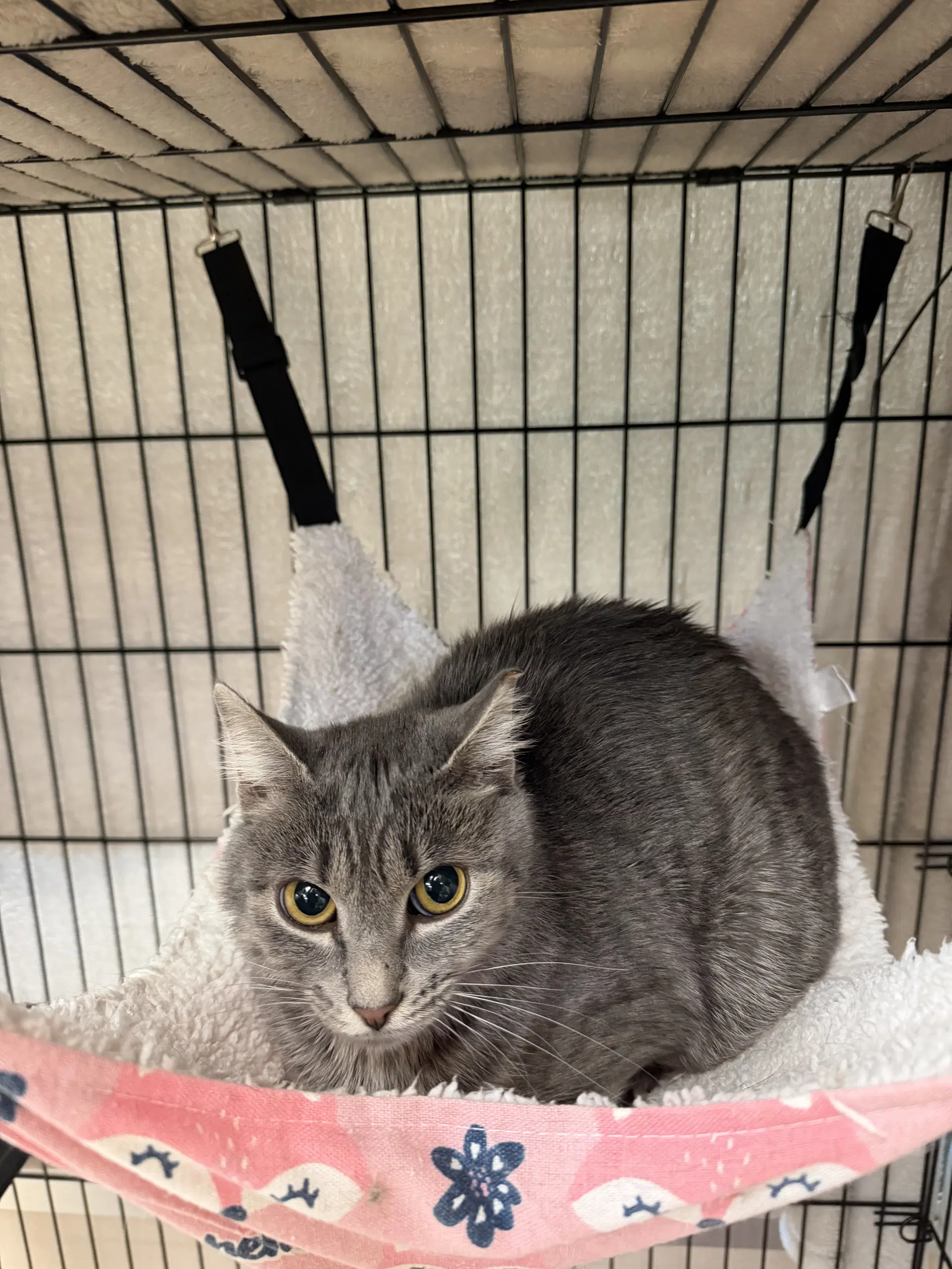 Priscilla - Domestic Short Hair