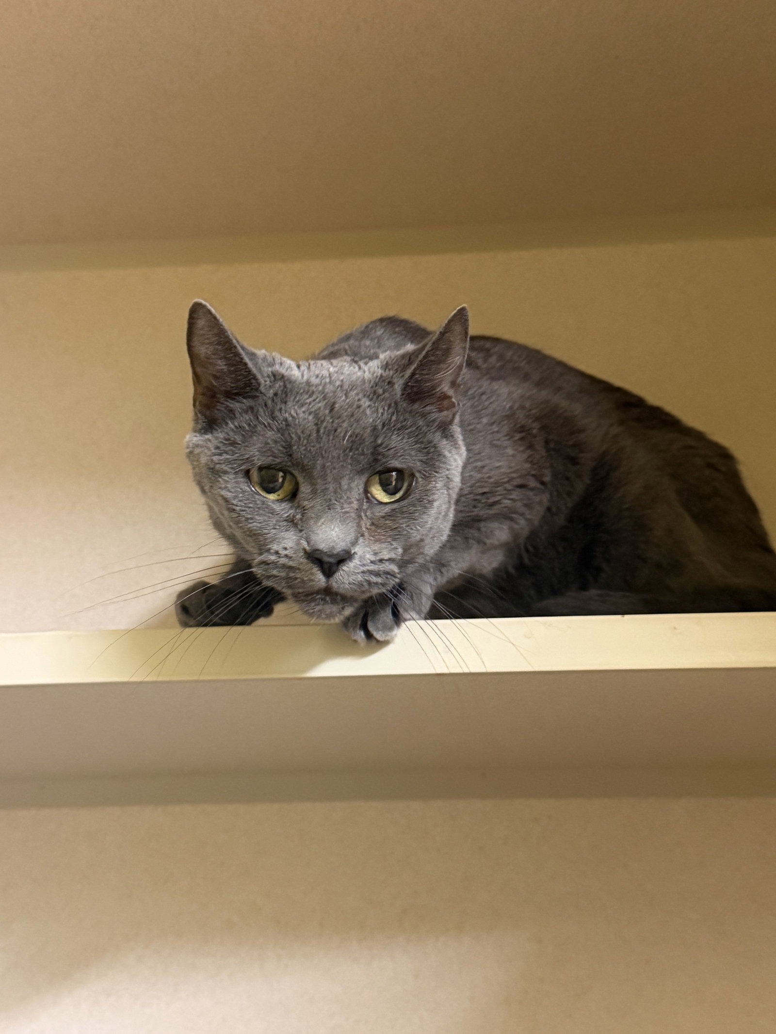 Sheba, cat