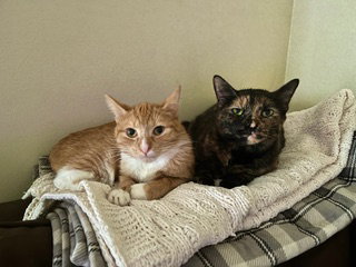Rocket & Juniper, cat