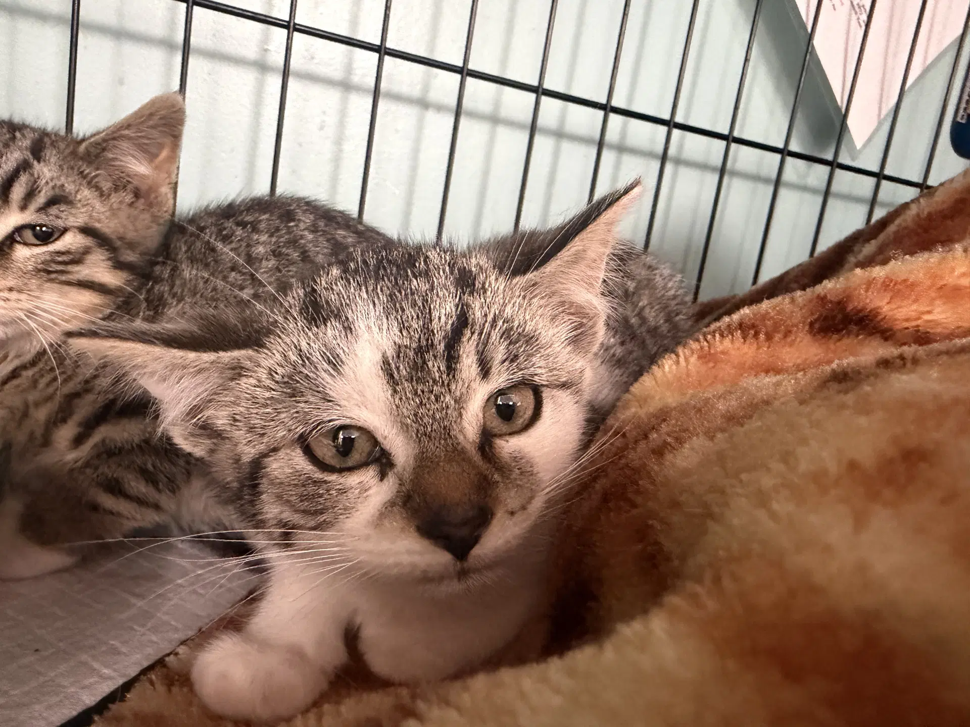 Garner - Domestic Short Hair