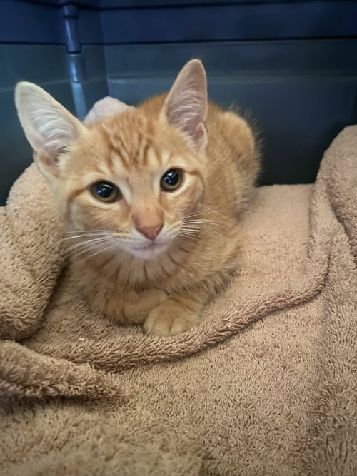 Samuel, Baby Domestic Short Hair (short coat), cat for adoption in Hudson, New York
