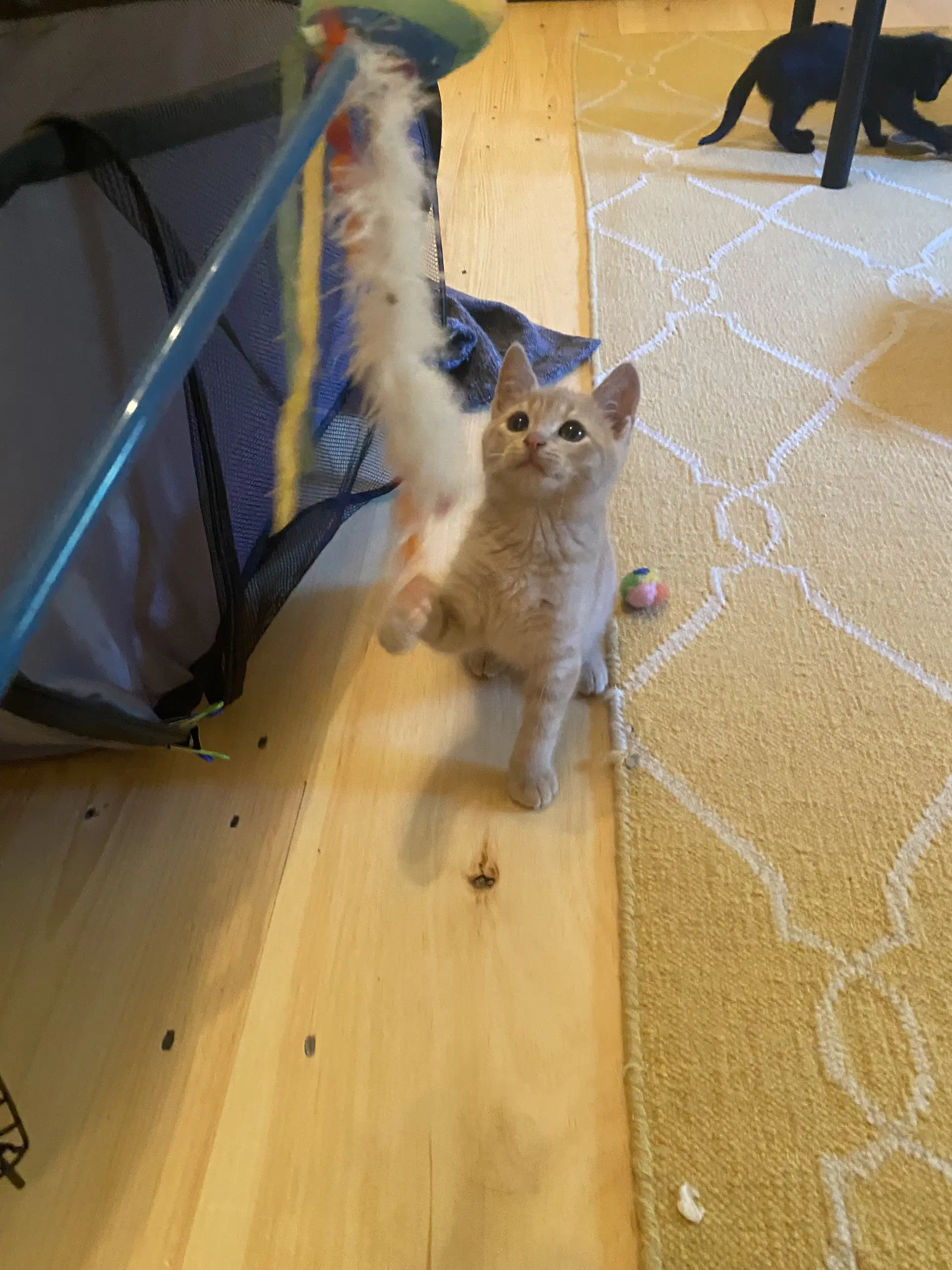 Sutherland - Domestic Short Hair