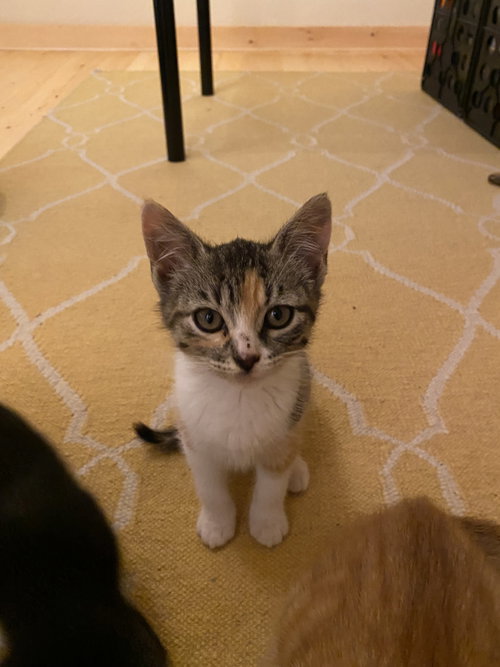 Suki