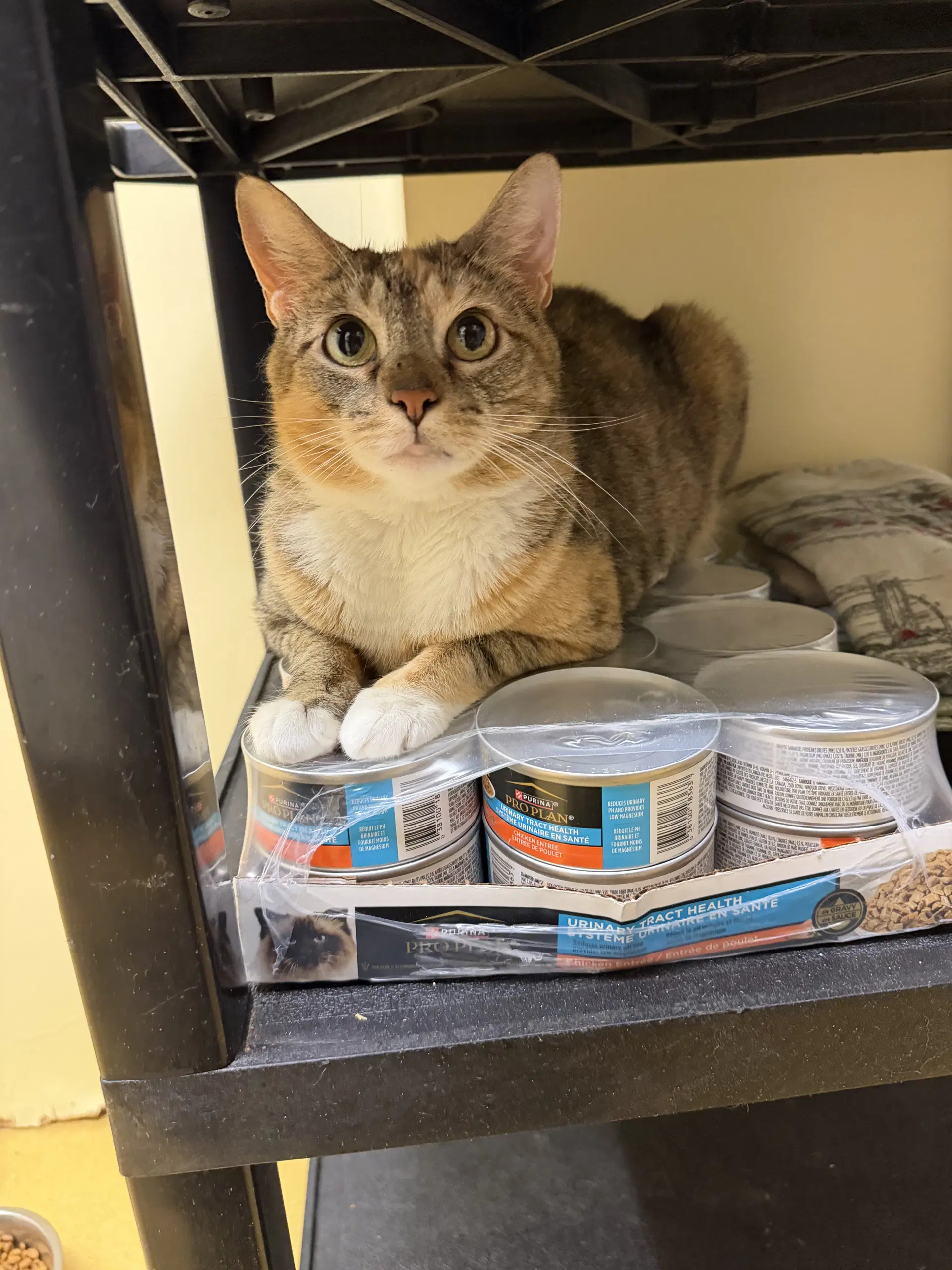 Wilhelmina - Domestic Short Hair