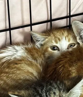 Mojito - Domestic Short Hair