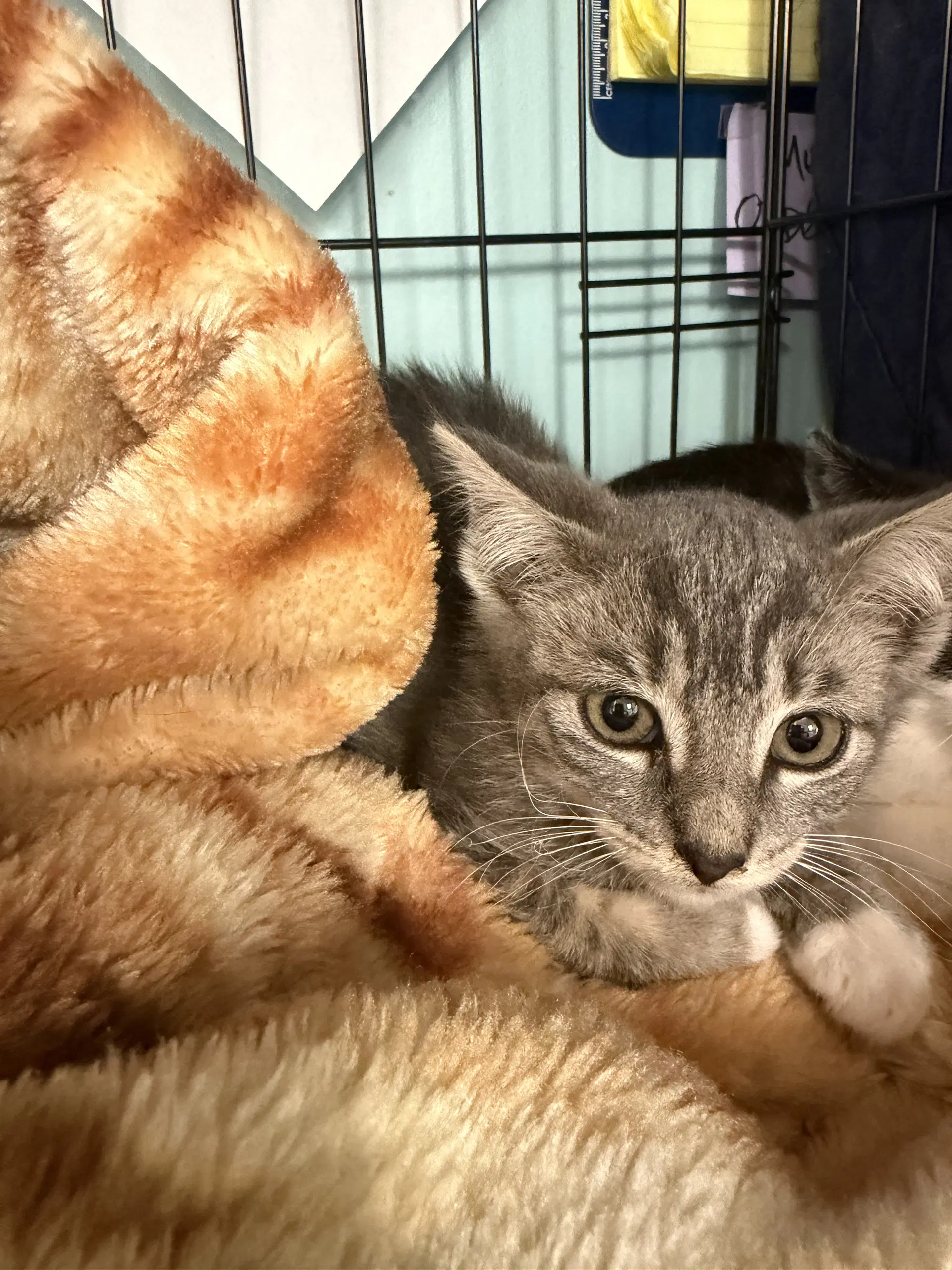 Gray - Domestic Short Hair