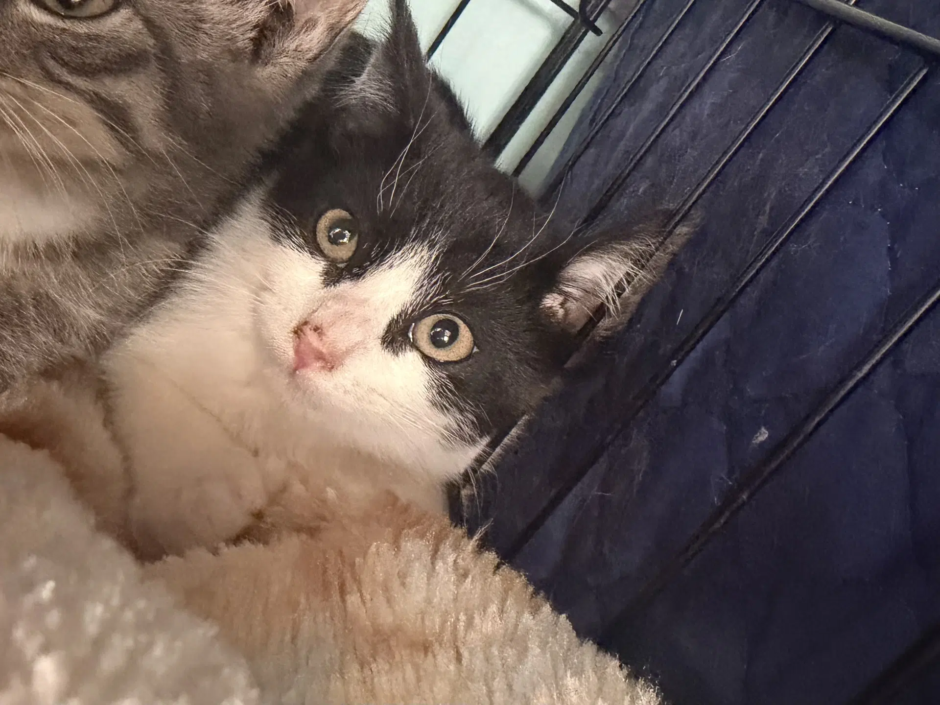 Galaxy - Domestic Short Hair
