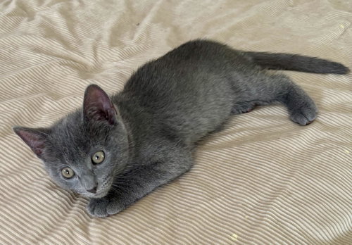 Lulu